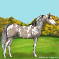 Horse Color:White Spotted Liver Red Dun Sabino Varnish 