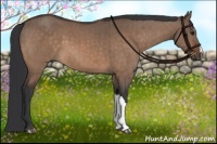 Horse Color:Bay Dun Brindle 