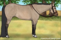 Horse Color:Brown Dun Brindle 
