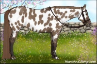 Horse Color:Liver Red Dun Near Leopard Brindle 