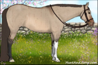 Horse Color:Bay Dun Appaloosa Brindle 