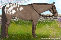 Horse Color:Liver Red Dun Appaloosa Brindle 