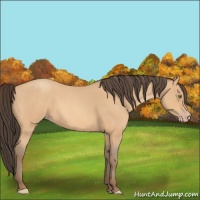 Horse Color:Amber Champagne Roan 