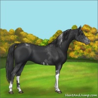 Horse Color:Black Tobiano 