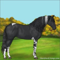 Horse Color:Black Tobiano