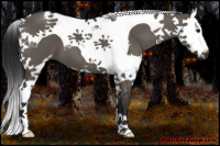 Horse Color:Gray Grullo Sabino Splash Tobiano 