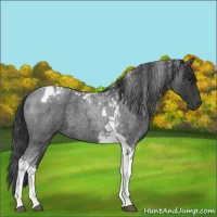 Horse Color:Blue Roan Tobiano 