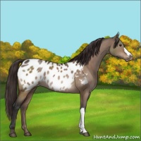 Horse Color:Brown Dun Appaloosa 
