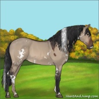 Horse Color:White Spotted Brown Roan Dun 