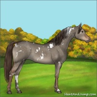 Horse Color:White Spotted Liver Red Dun 