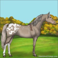 Horse Color:Silver Grullo Appaloosa 
