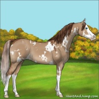 Horse Color:White Spotted Red Dun Splash 