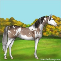 Horse Color:White Spotted Liver Red Dun Splash