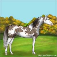Horse Color:White Spotted Liver Red Dun Splash 