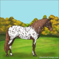 Horse Color:Liver Chestnut Appaloosa