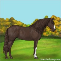 Horse Color:Liver Chestnut 