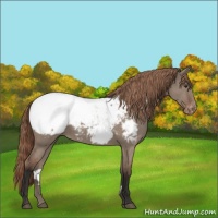 Horse Color:Liver Red Dun Appaloosa 