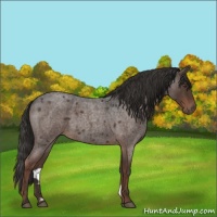 Horse Color:Liver Red Roan 