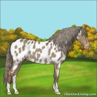 Horse Color:Chocolate Palomino Dun Appaloosa Rabicano