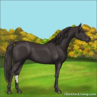Horse Color:Smoky Black 