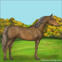 Horse Color:Chocolate Palomino 