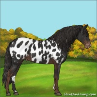 Horse Color:Liver Chestnut Appaloosa 
