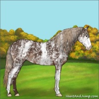 Horse Color:White Spotted Liver Chestnut 