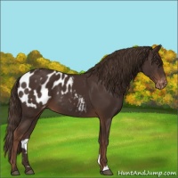 Horse Color:Liver Chestnut Appaloosa 