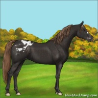 Horse Color:Liver Chestnut Varnish 