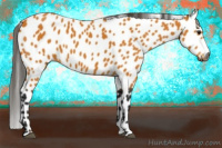 Horse Color:Gray Buckskin Appaloosa 