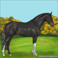 Horse Color:Liver Chestnut Mushroom 