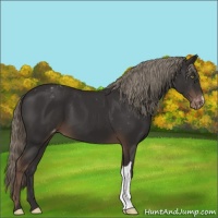 Horse Color:Liver Chestnut Appaloosa 