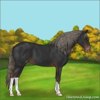 Horse Color:Liver Chestnut Mushroom Varnish 