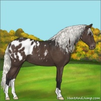 Horse Color:Liver Chestnut Appaloosa 