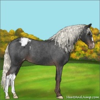 Horse Color:Liver Chestnut Mushroom Varnish 