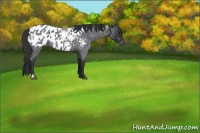 Horse Color:White Spotted Blue Roan Appaloosa 