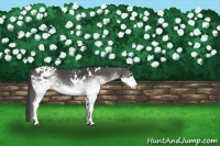 Horse Color:White Spotted Black Appaloosa Rabicano 