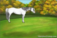 Horse Color:White Spotted Black Near Fewspot 