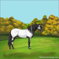 Horse Color:White Spotted Black Appaloosa 