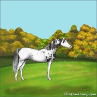 Horse Color:White Spotted Black Sabino Splash Snowcap 