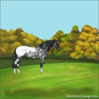 Horse Color:White Spotted Blue Roan Near Fewspot Rabicano 