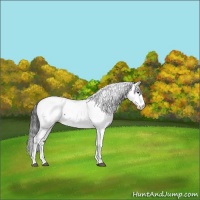 Horse Color:Blue Roan Fewspot 