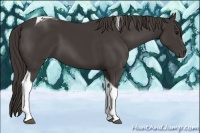 Horse Color:Smoky Black Tobiano 