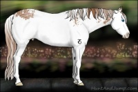 Horse Color:White Spotted Chestnut Ice Splash Rabicano 