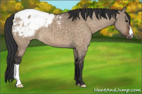 Horse Color:Brown Dun Appaloosa Brindle 