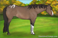 Horse Color:Brown Dun Appaloosa Brindle
