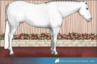 Horse Color:Liver Red Dun Mushroom Appaloosa Brindle