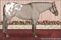 Horse Color:Liver Red Dun Appaloosa Brindle 