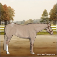 Horse Color:Red Dun Mushroom Appaloosa Brindle