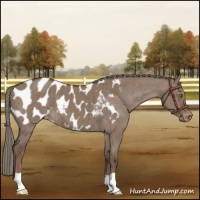Horse Color:Liver Red Dun Mushroom Appaloosa Brindle